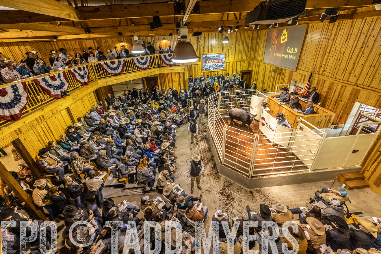 44Farms_Cameron_SpringBullSale_Feb2022-521584