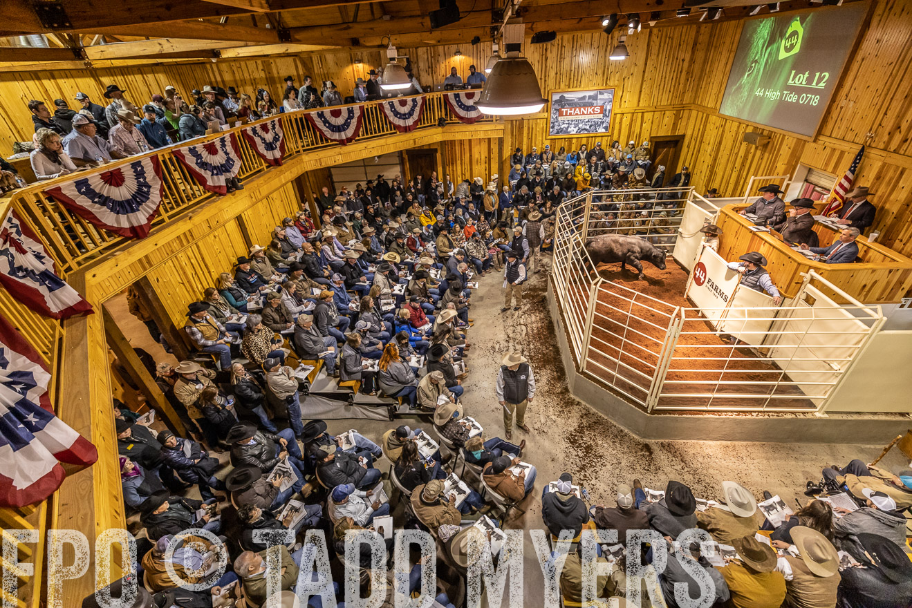 44Farms_Cameron_SpringBullSale_Feb2022-521624