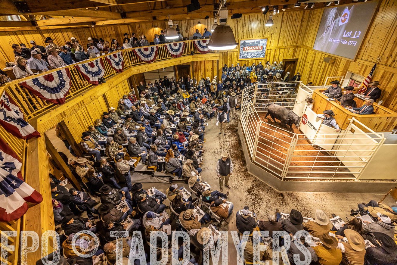 44Farms_Cameron_SpringBullSale_Feb2022-521627