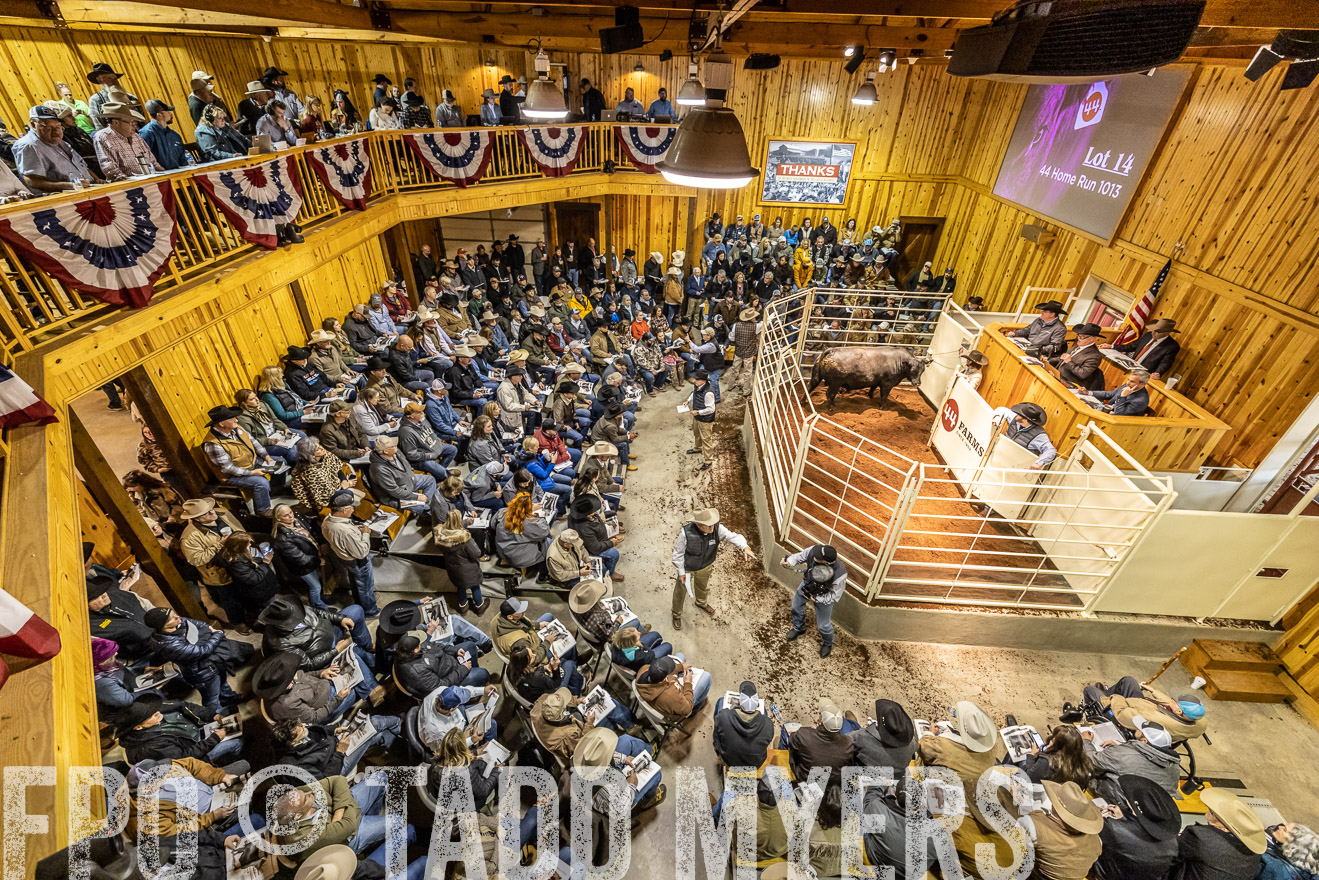 44Farms_Cameron_SpringBullSale_Feb2022-521659