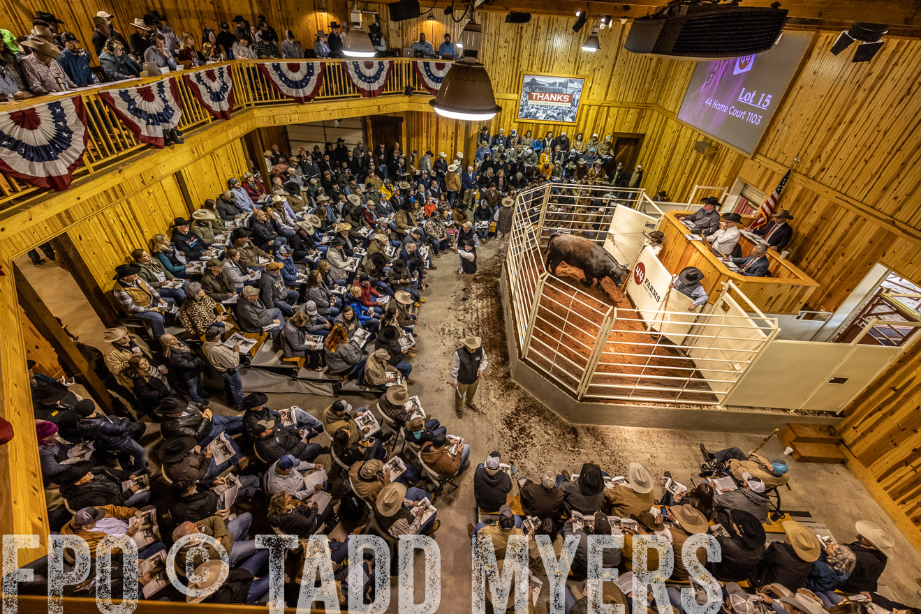 44Farms_Cameron_SpringBullSale_Feb2022-521680