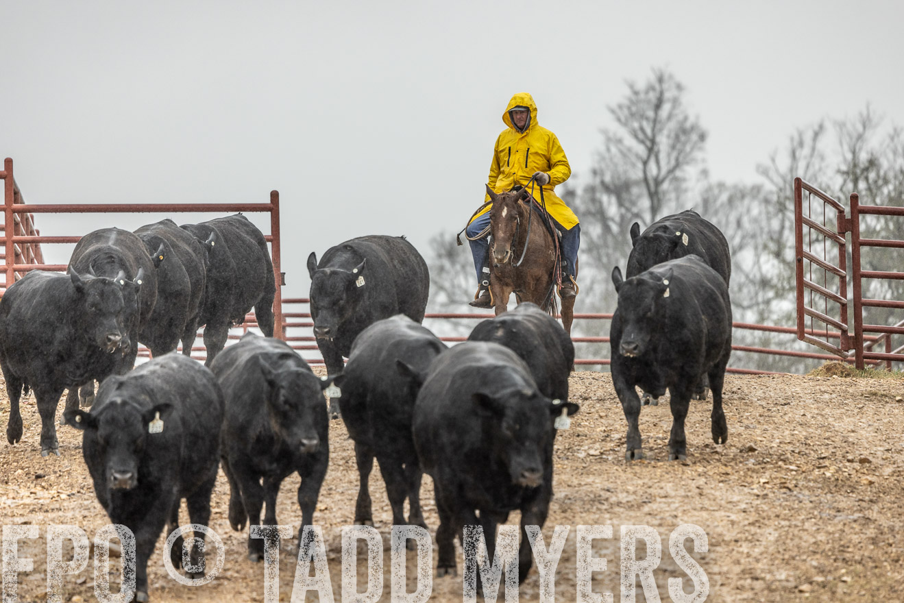 44Farms_Cameron_SpringBullSale_Feb2022-521801
