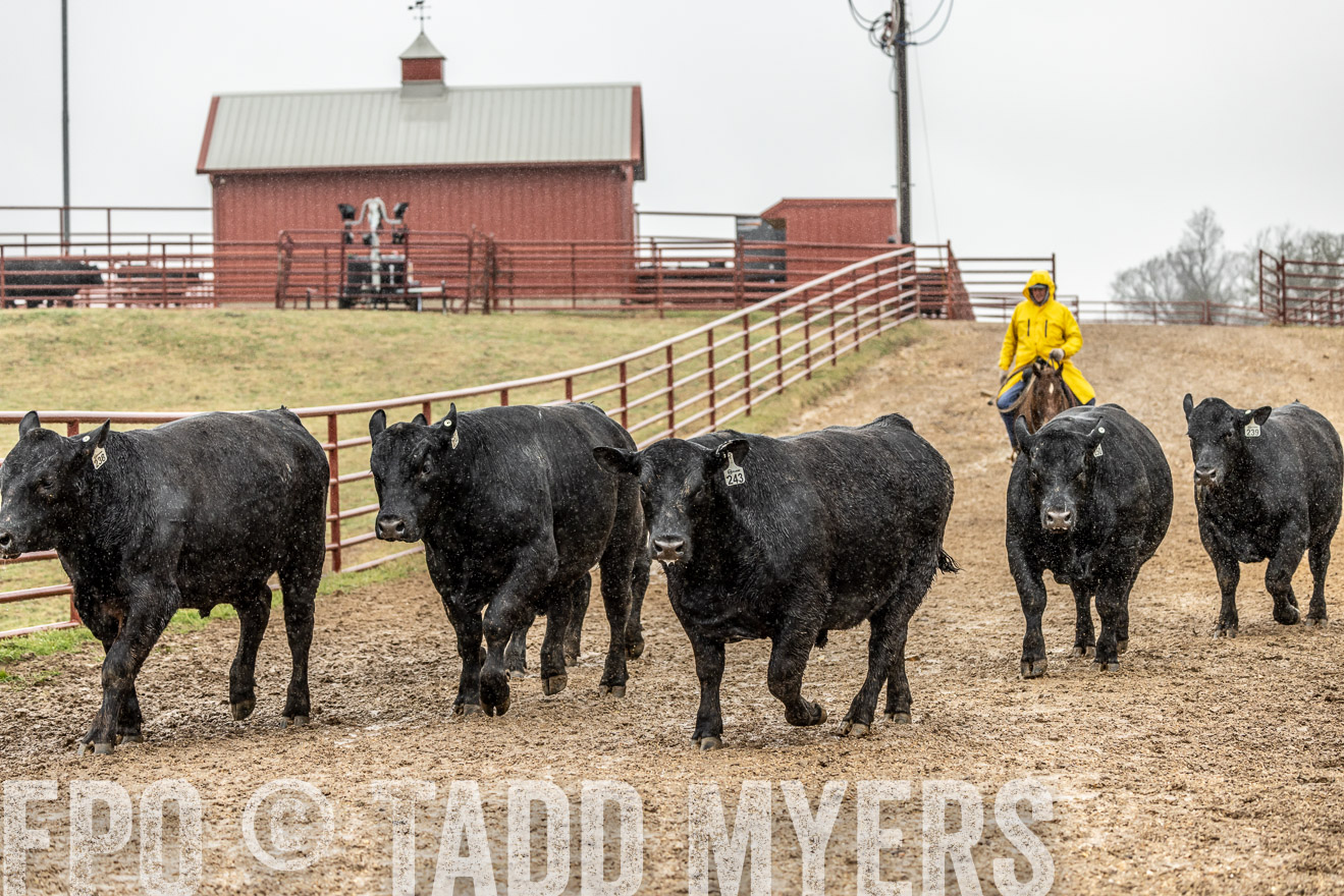 44Farms_Cameron_SpringBullSale_Feb2022-521853