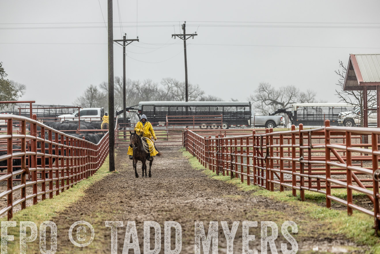 44Farms_Cameron_SpringBullSale_Feb2022-521878