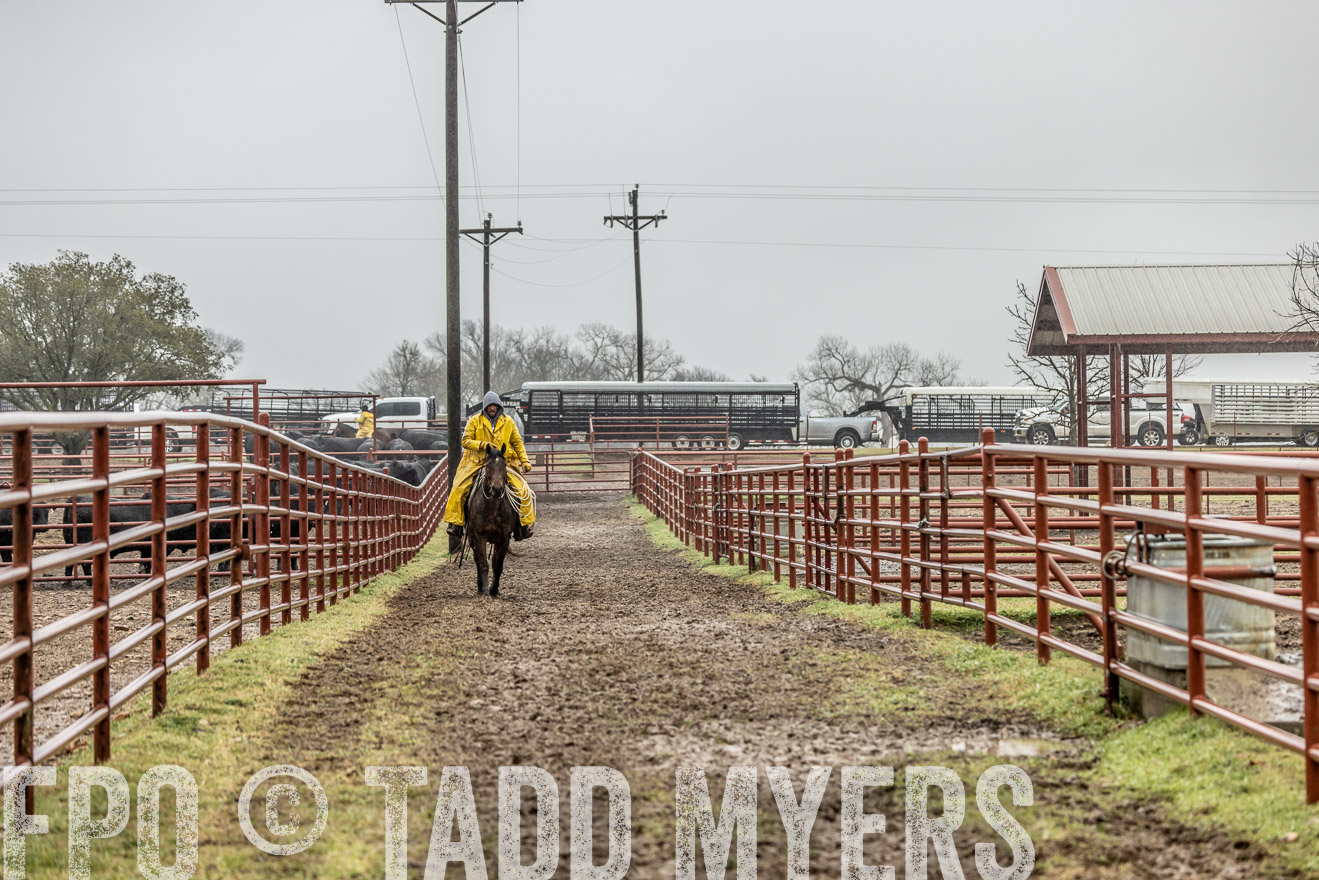 44Farms_Cameron_SpringBullSale_Feb2022-521886