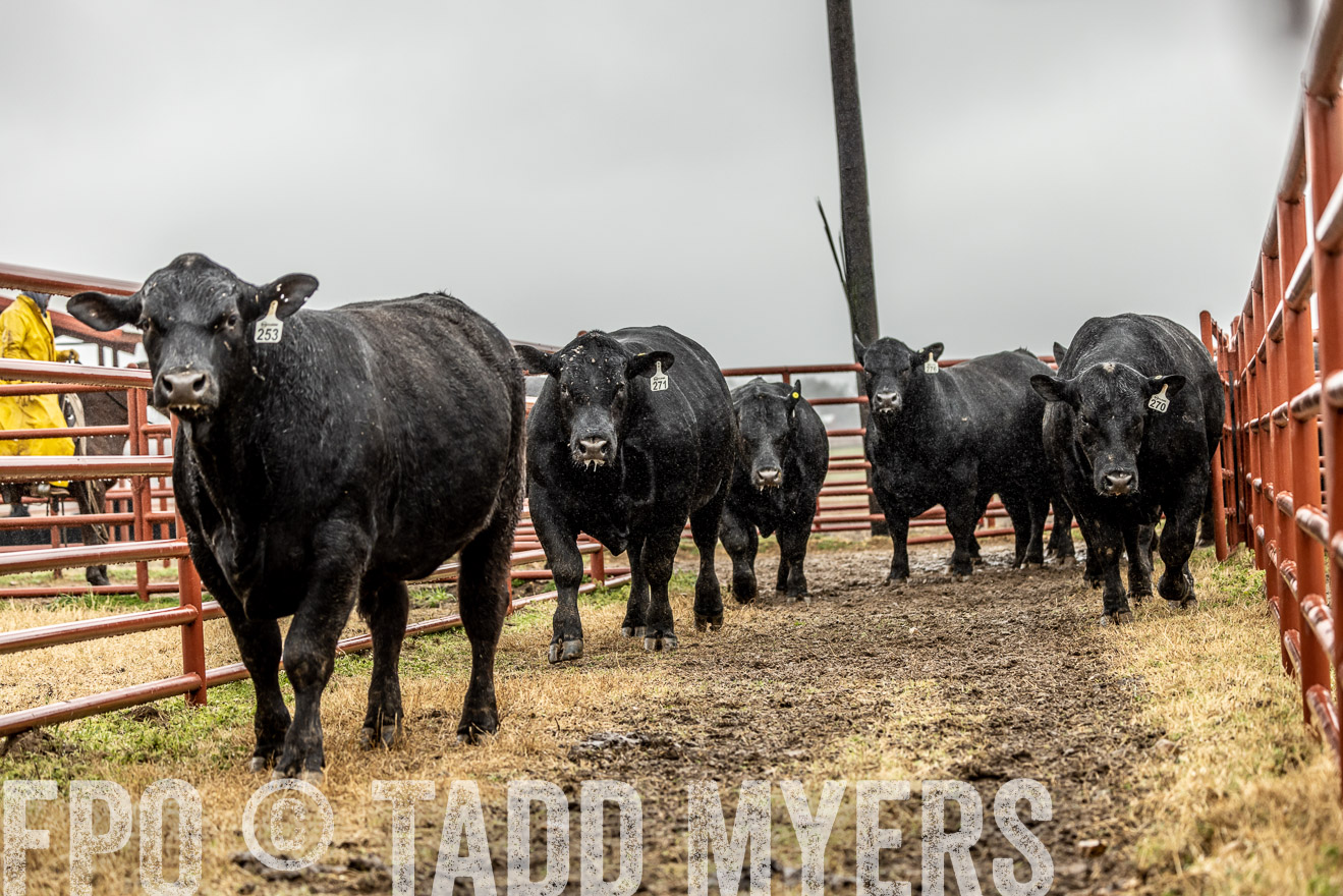 44Farms_Cameron_SpringBullSale_Feb2022-521966