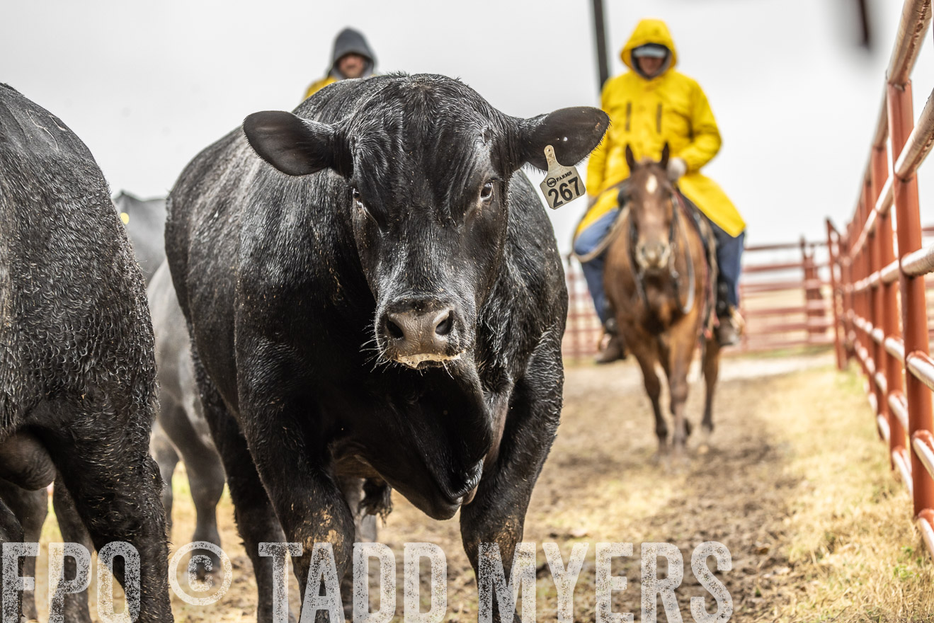 44Farms_Cameron_SpringBullSale_Feb2022-522029