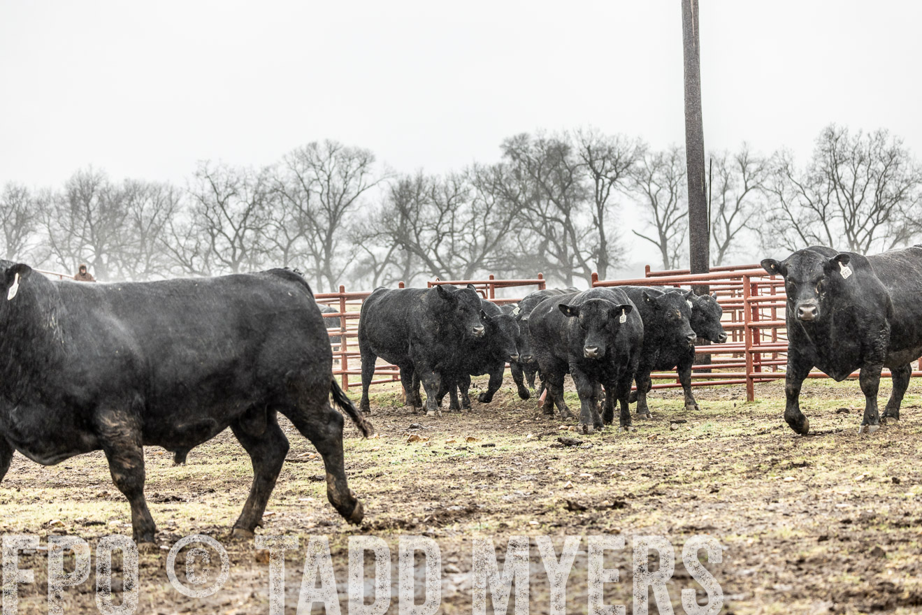 44Farms_Cameron_SpringBullSale_Feb2022-522120