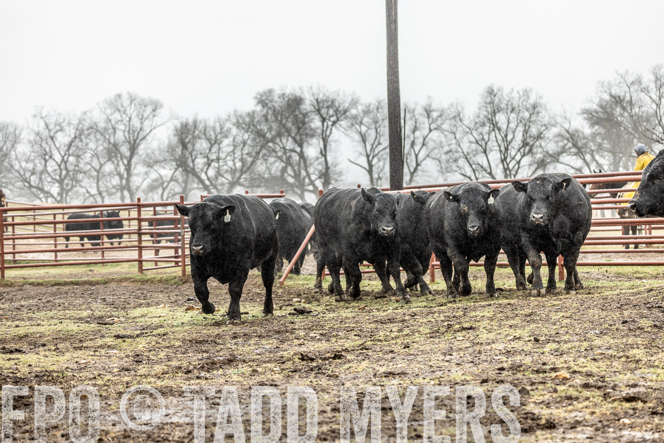 44Farms_Cameron_SpringBullSale_Feb2022-522134