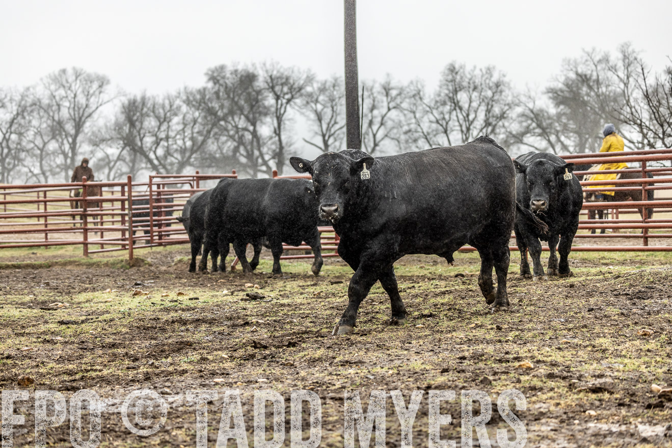 44Farms_Cameron_SpringBullSale_Feb2022-522151