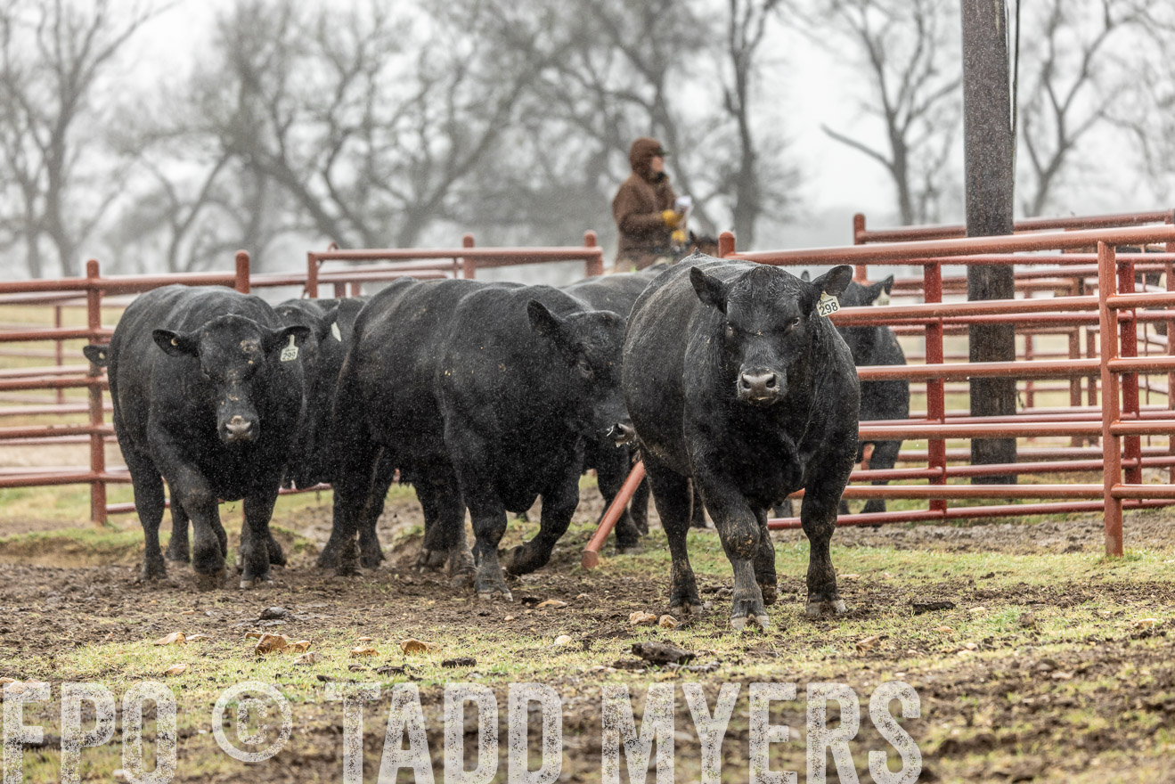 44Farms_Cameron_SpringBullSale_Feb2022-522171
