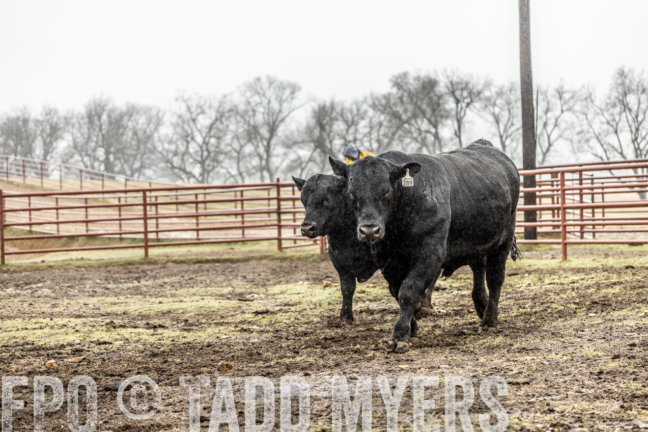 44Farms_Cameron_SpringBullSale_Feb2022-522238