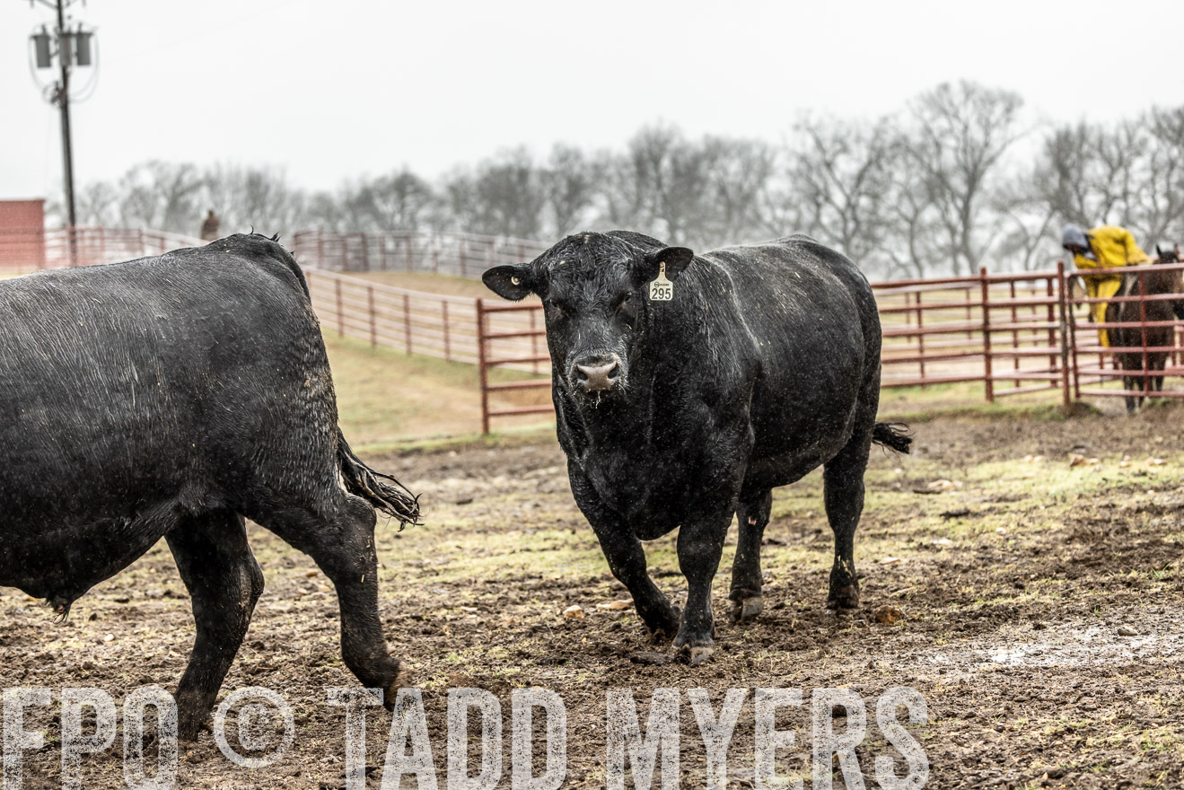 44Farms_Cameron_SpringBullSale_Feb2022-522254