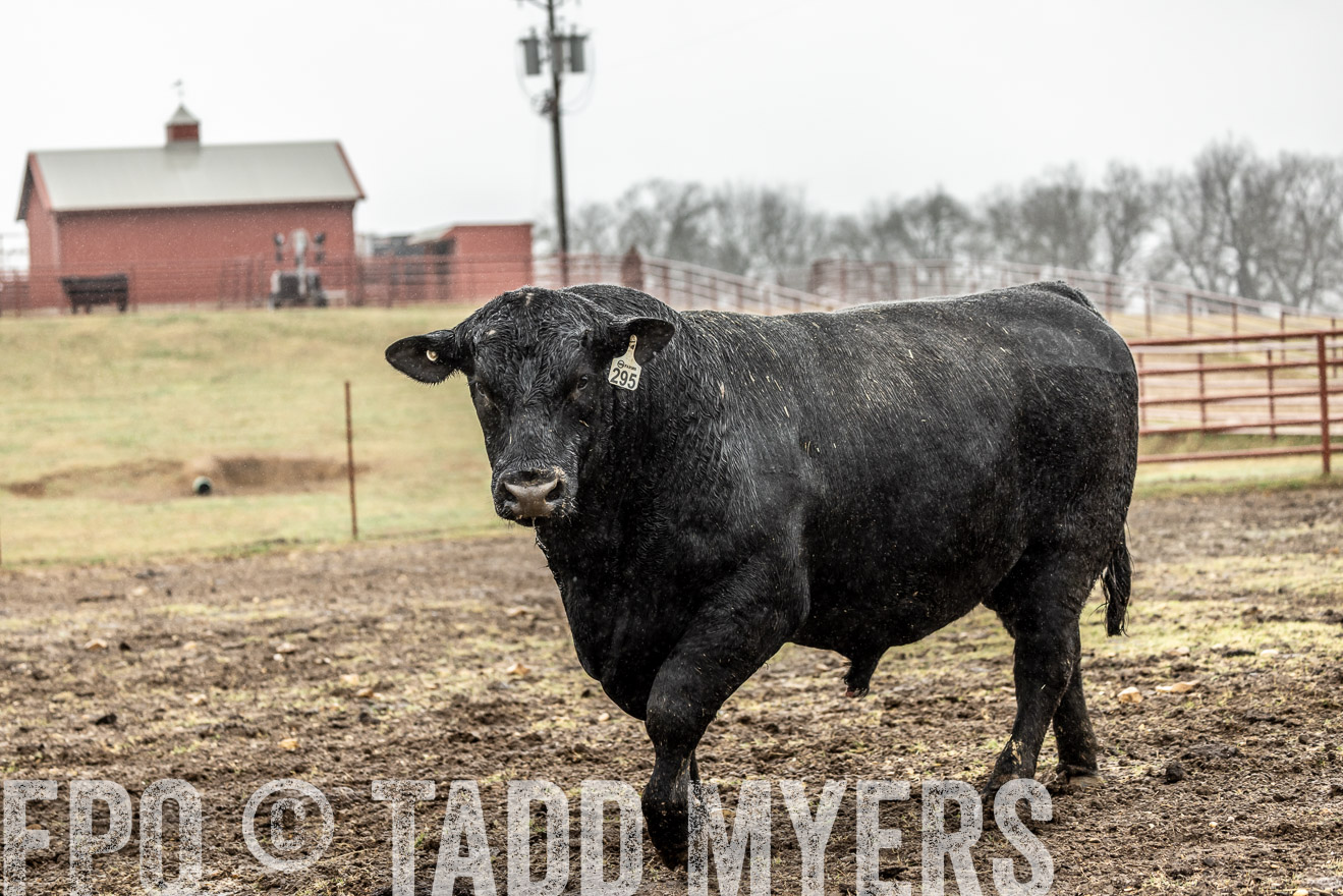 44Farms_Cameron_SpringBullSale_Feb2022-522268