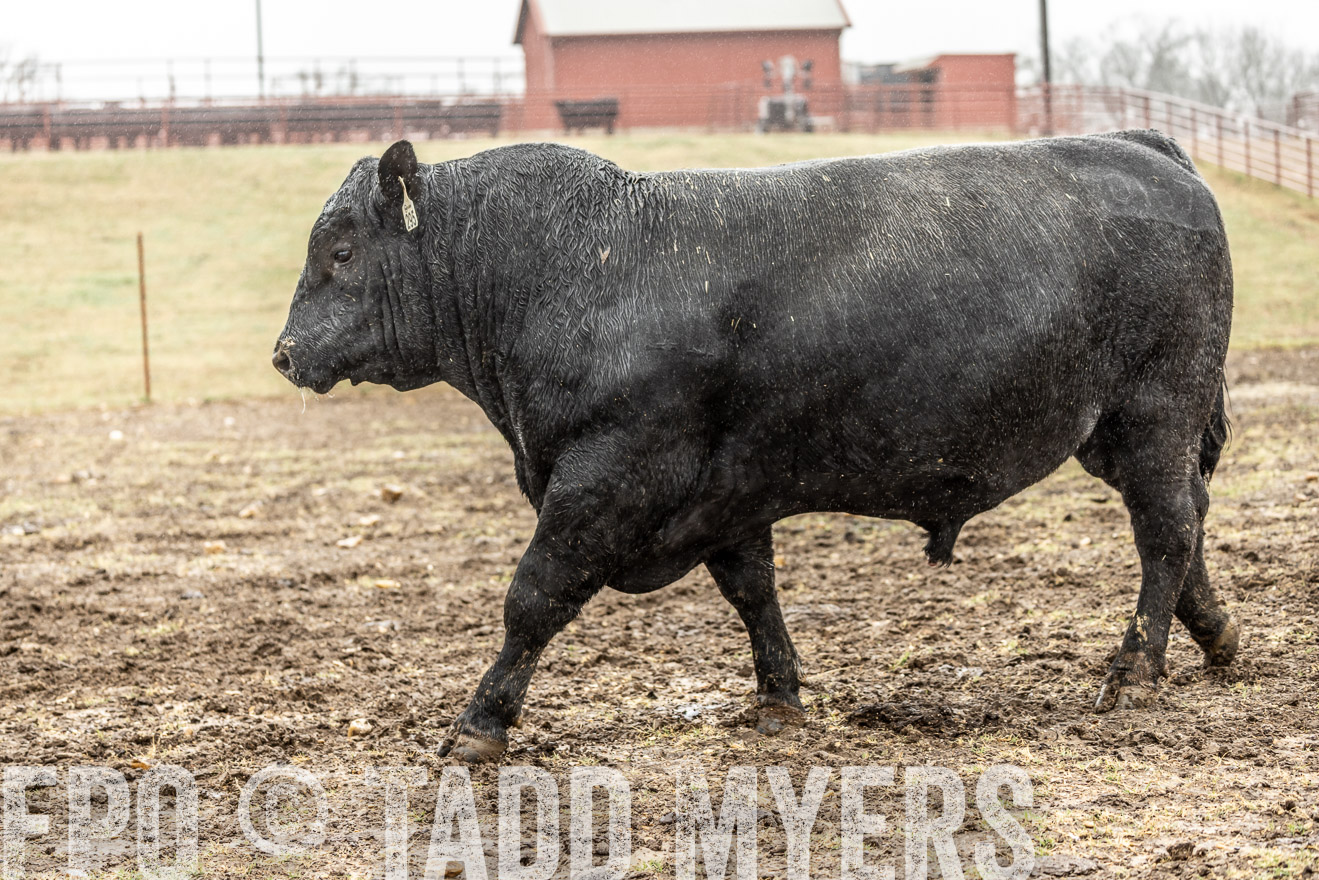 44Farms_Cameron_SpringBullSale_Feb2022-522282