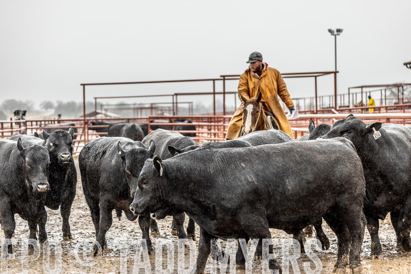 44Farms_Cameron_SpringBullSale_Feb2022-522461