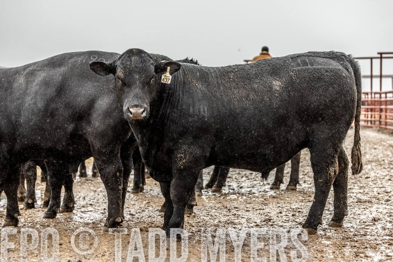 44Farms_Cameron_SpringBullSale_Feb2022-522474