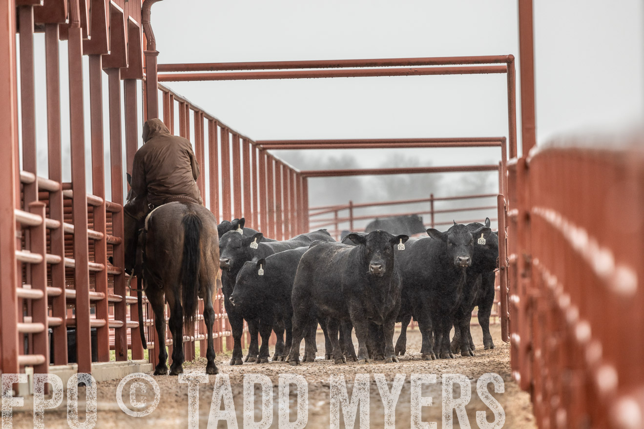 44Farms_Cameron_SpringBullSale_Feb2022-522637