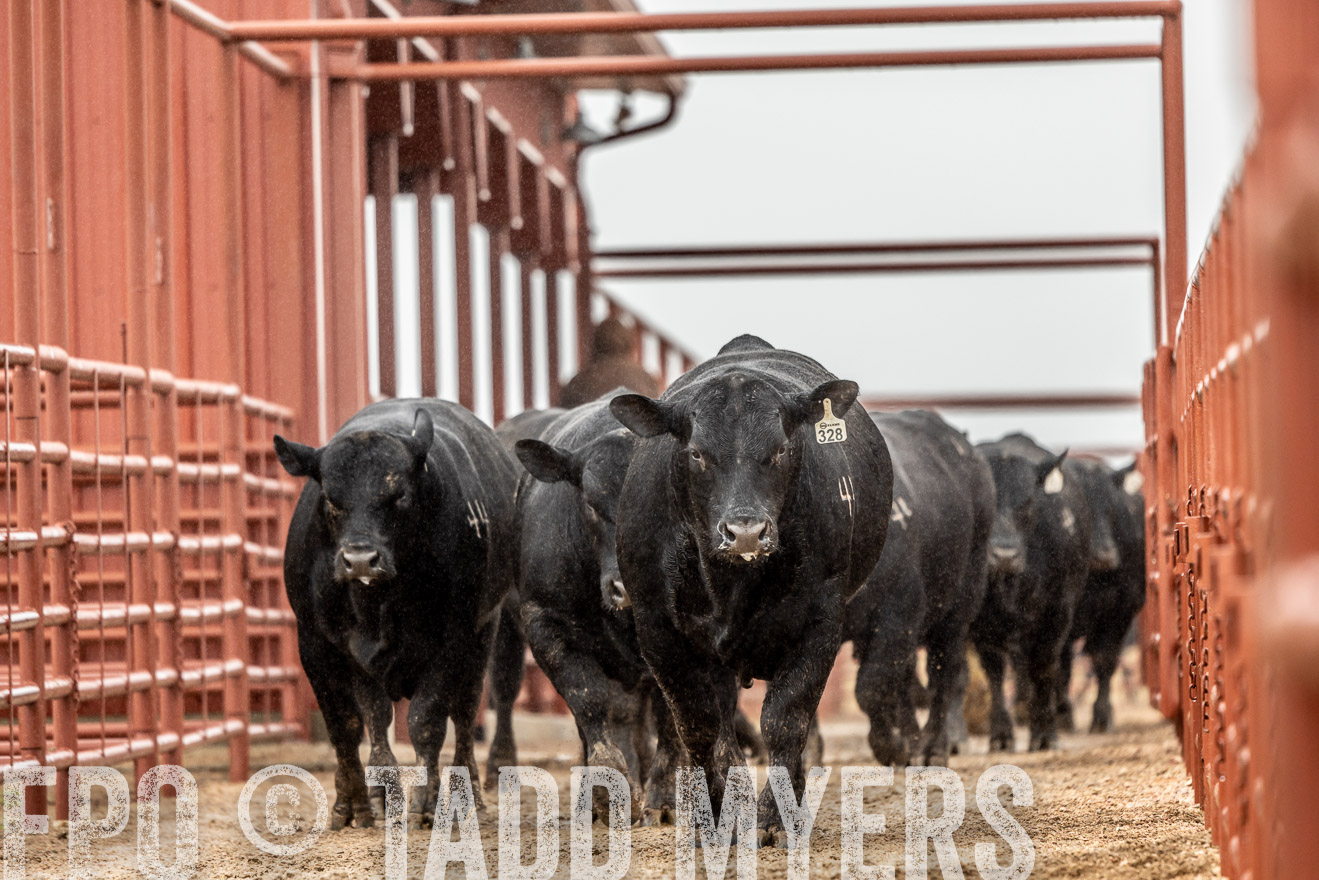 44Farms_Cameron_SpringBullSale_Feb2022-522711