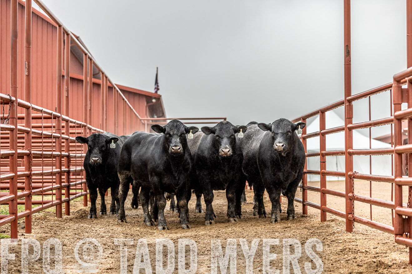 44Farms_Cameron_SpringBullSale_Feb2022-522784