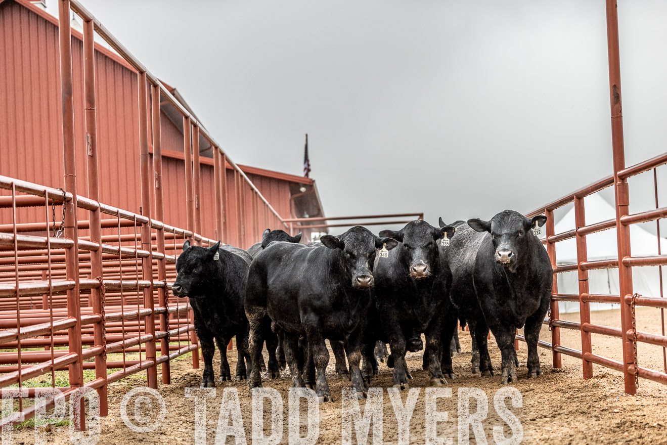 44Farms_Cameron_SpringBullSale_Feb2022-522801