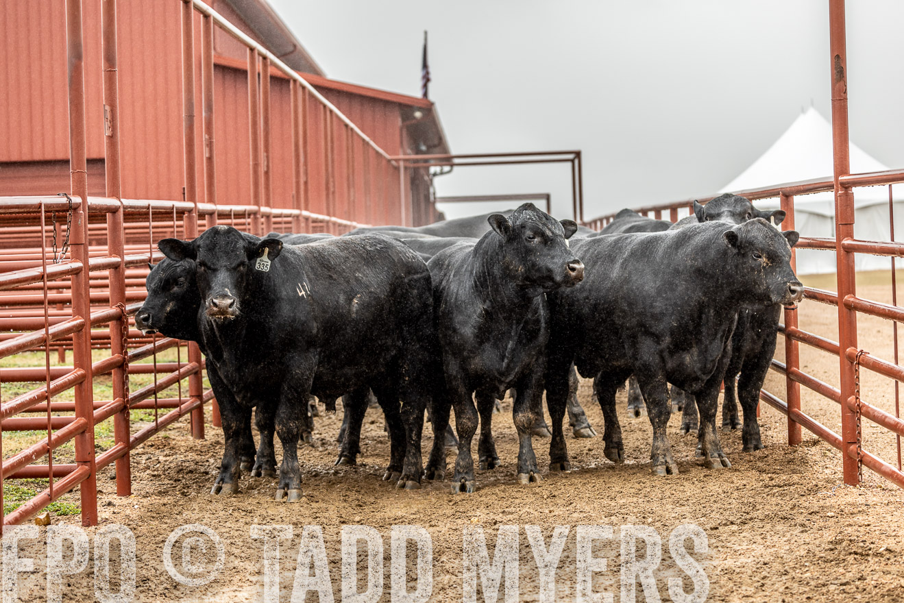 44Farms_Cameron_SpringBullSale_Feb2022-522850