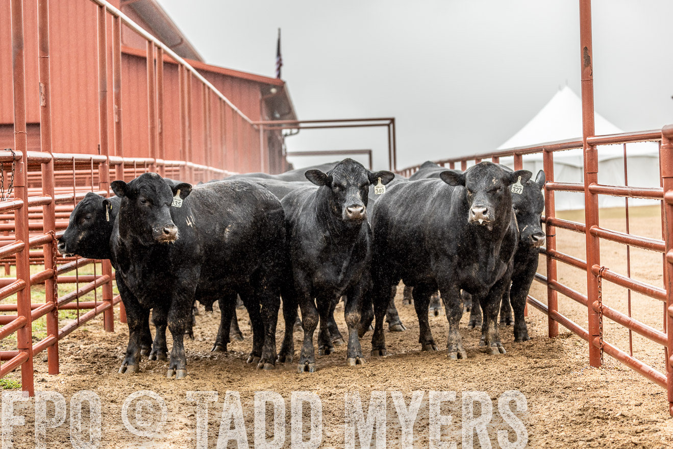 44Farms_Cameron_SpringBullSale_Feb2022-522854