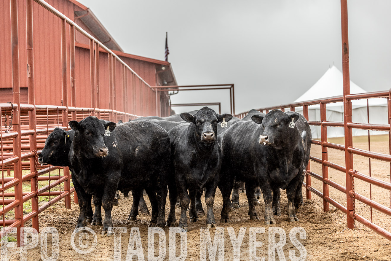 44Farms_Cameron_SpringBullSale_Feb2022-522859
