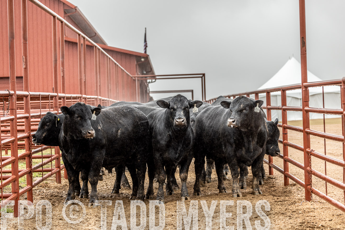 44Farms_Cameron_SpringBullSale_Feb2022-522864