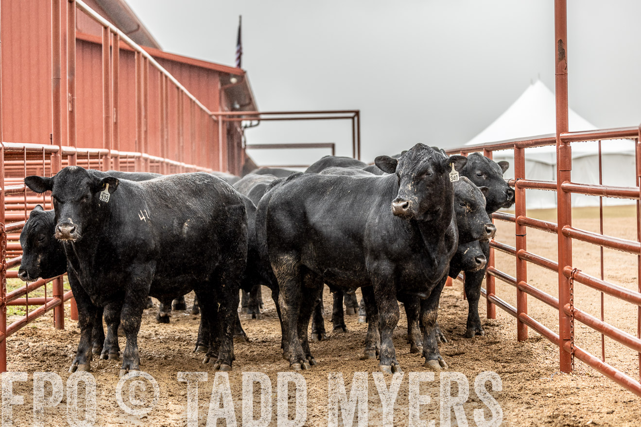 44Farms_Cameron_SpringBullSale_Feb2022-522886