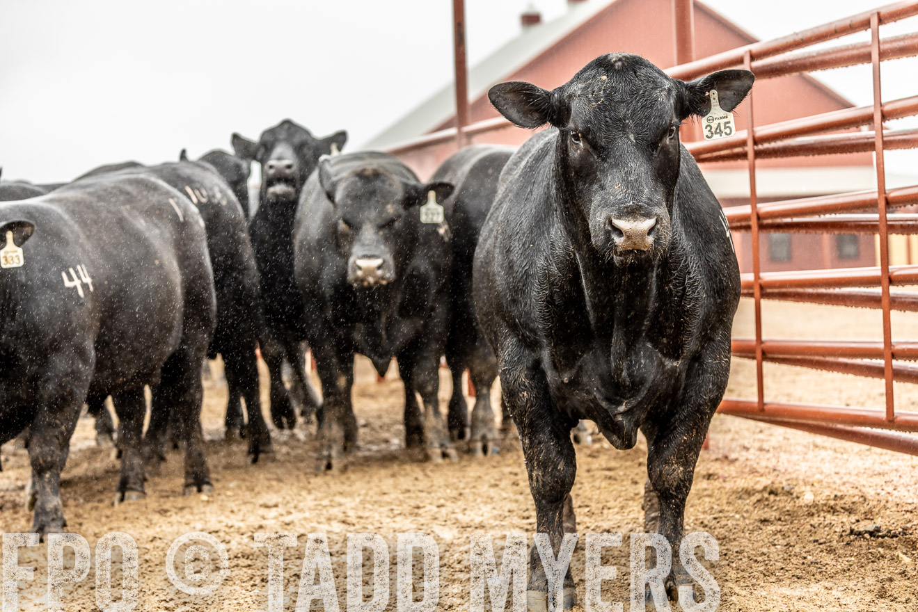 44Farms_Cameron_SpringBullSale_Feb2022-522902