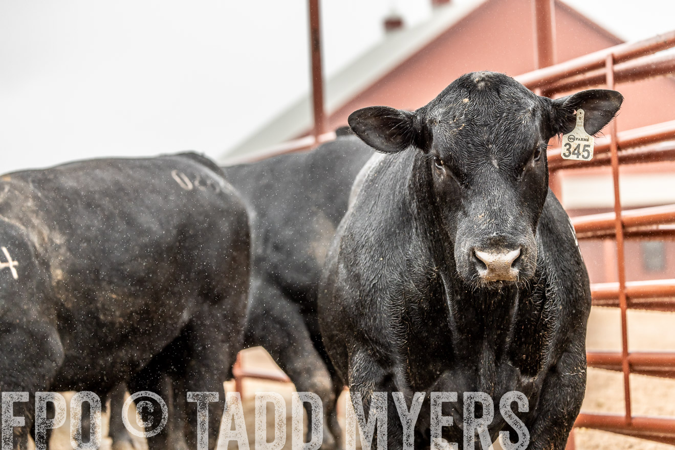 44Farms_Cameron_SpringBullSale_Feb2022-522914