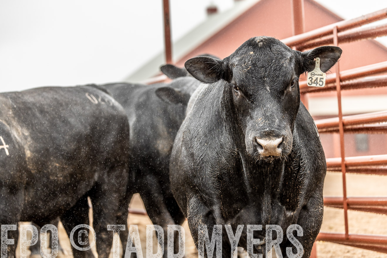 44Farms_Cameron_SpringBullSale_Feb2022-522917