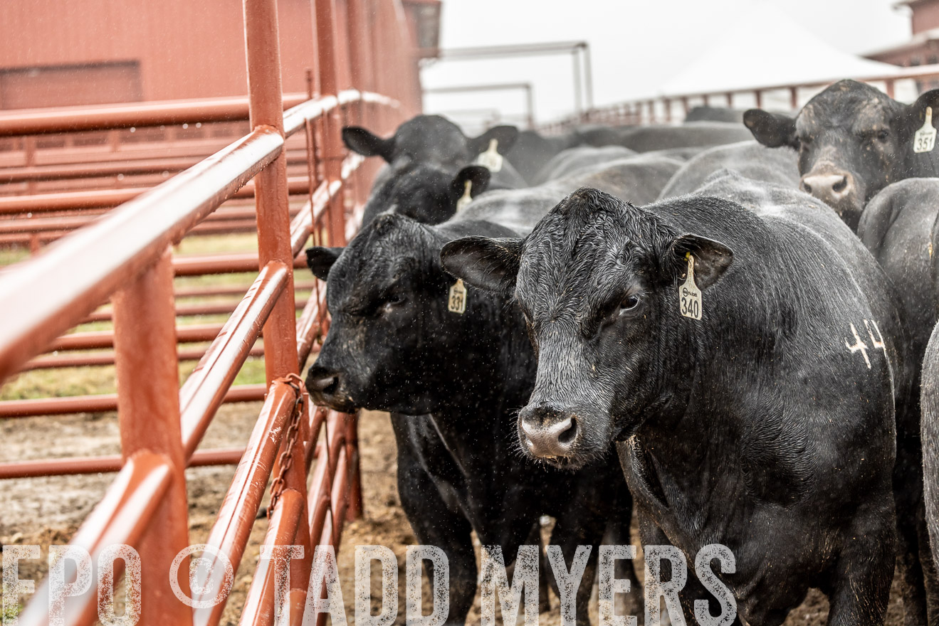 44Farms_Cameron_SpringBullSale_Feb2022-522958