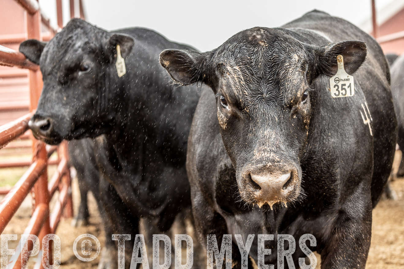 44Farms_Cameron_SpringBullSale_Feb2022-522967