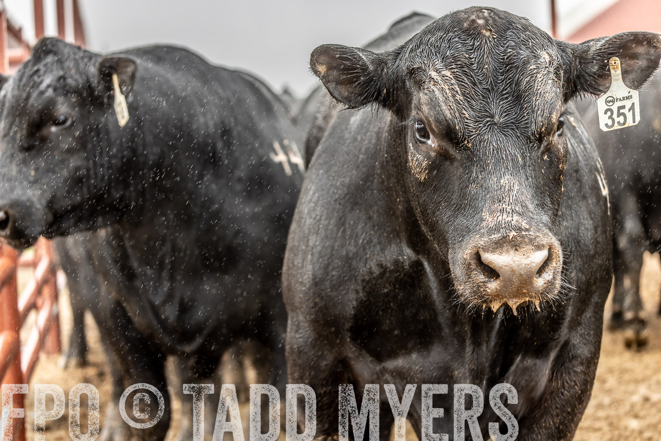 44Farms_Cameron_SpringBullSale_Feb2022-522969