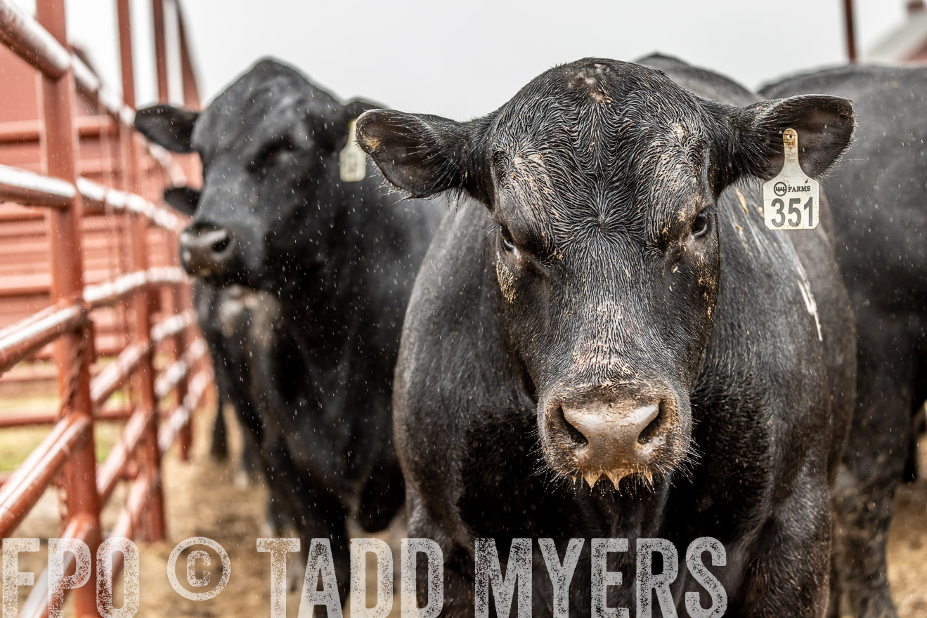 44Farms_Cameron_SpringBullSale_Feb2022-523003