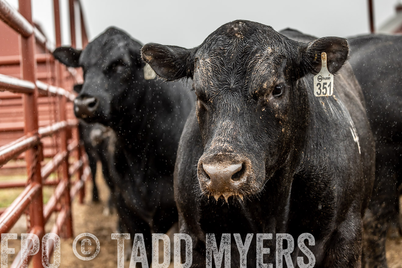 44Farms_Cameron_SpringBullSale_Feb2022-523007