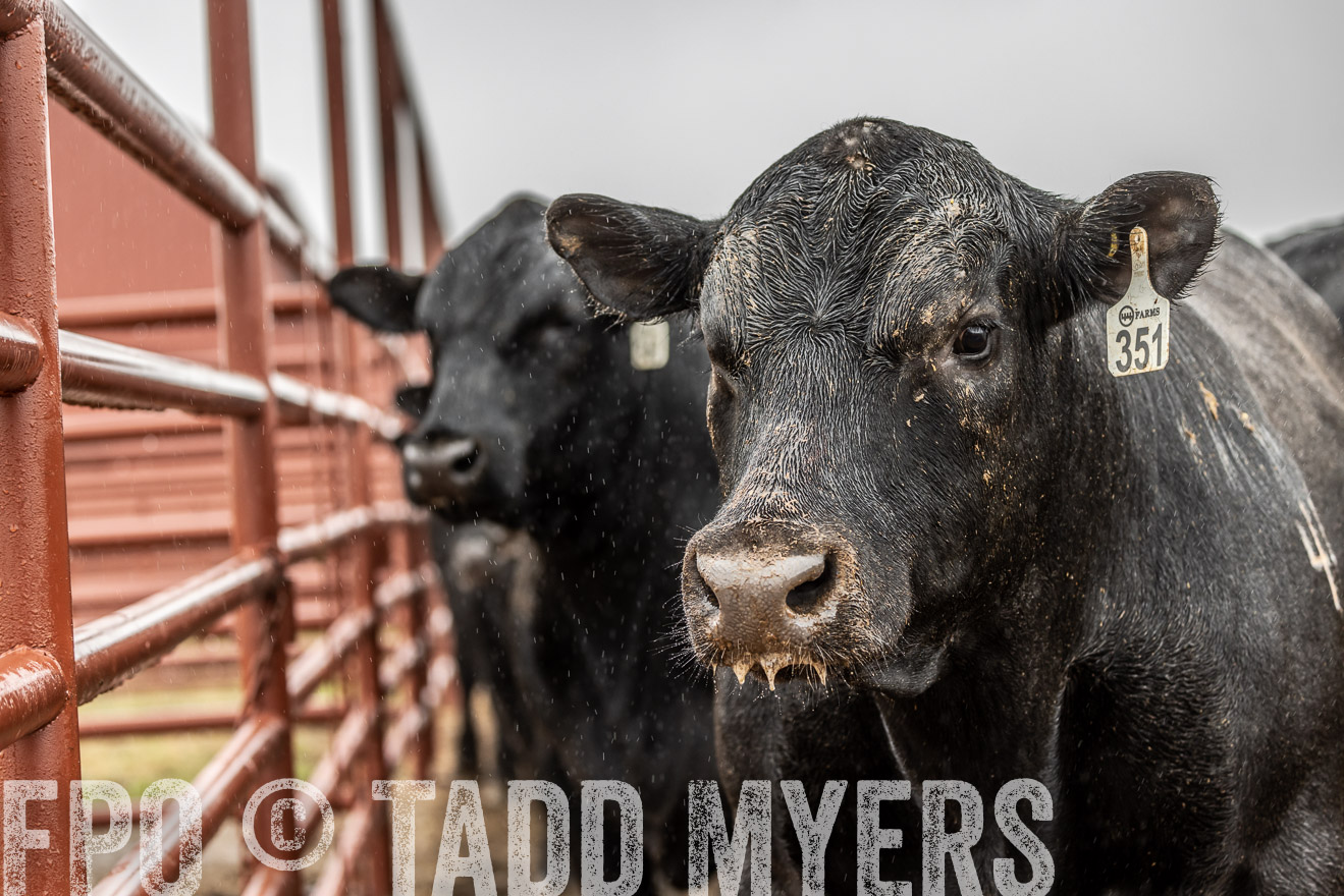 44Farms_Cameron_SpringBullSale_Feb2022-523010