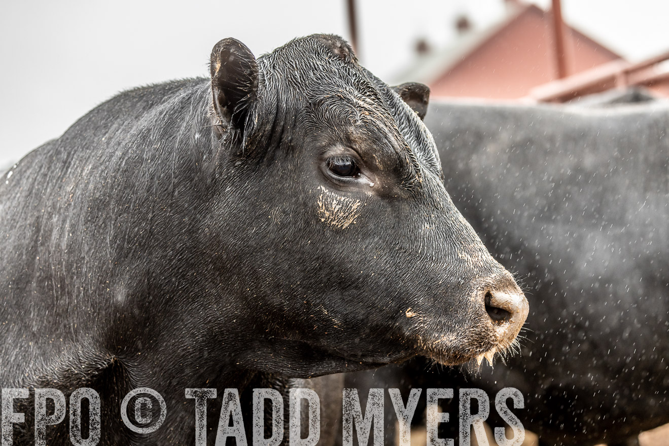 44Farms_Cameron_SpringBullSale_Feb2022-523026