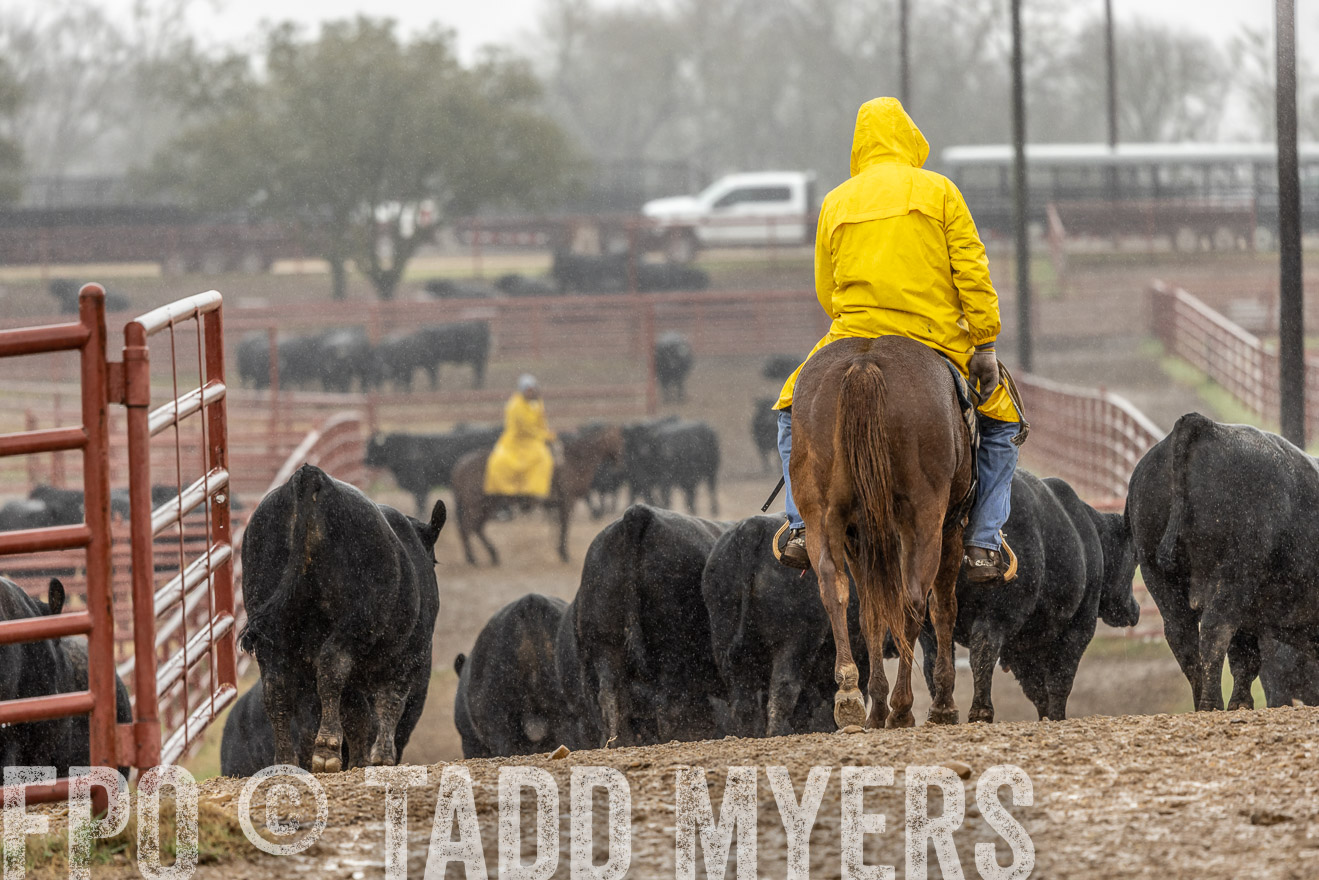 44Farms_Cameron_SpringBullSale_Feb2022-523167