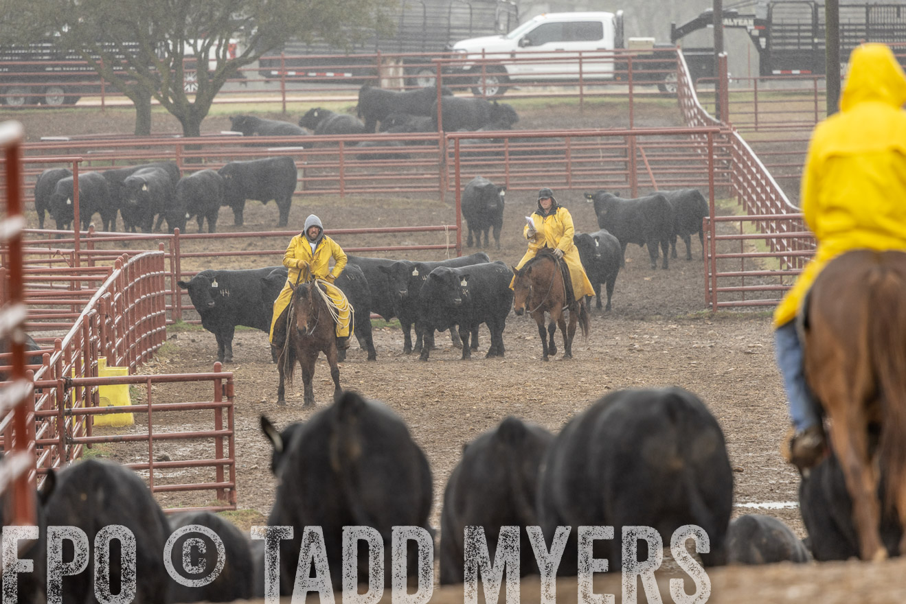 44Farms_Cameron_SpringBullSale_Feb2022-523180