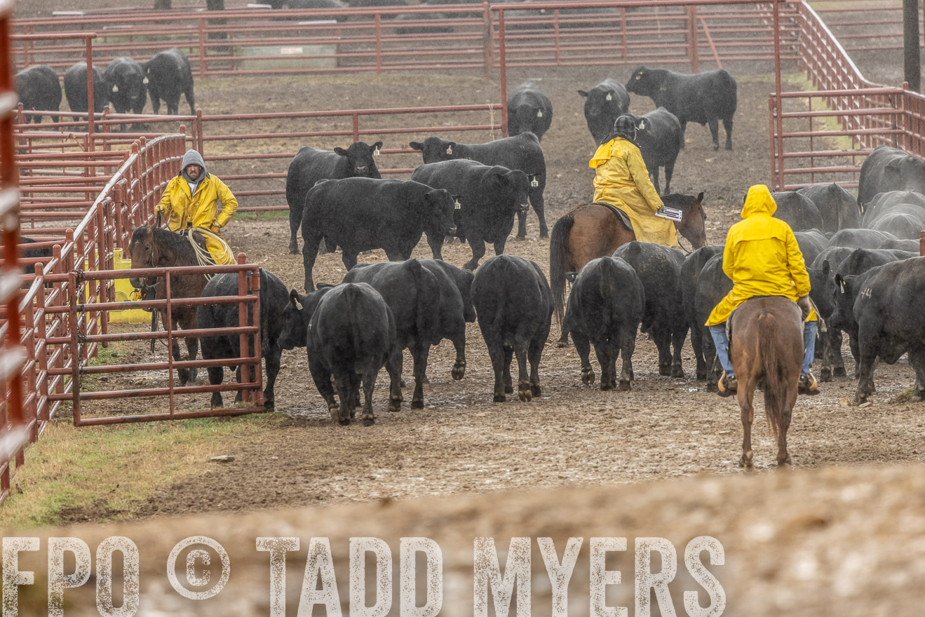44Farms_Cameron_SpringBullSale_Feb2022-523275