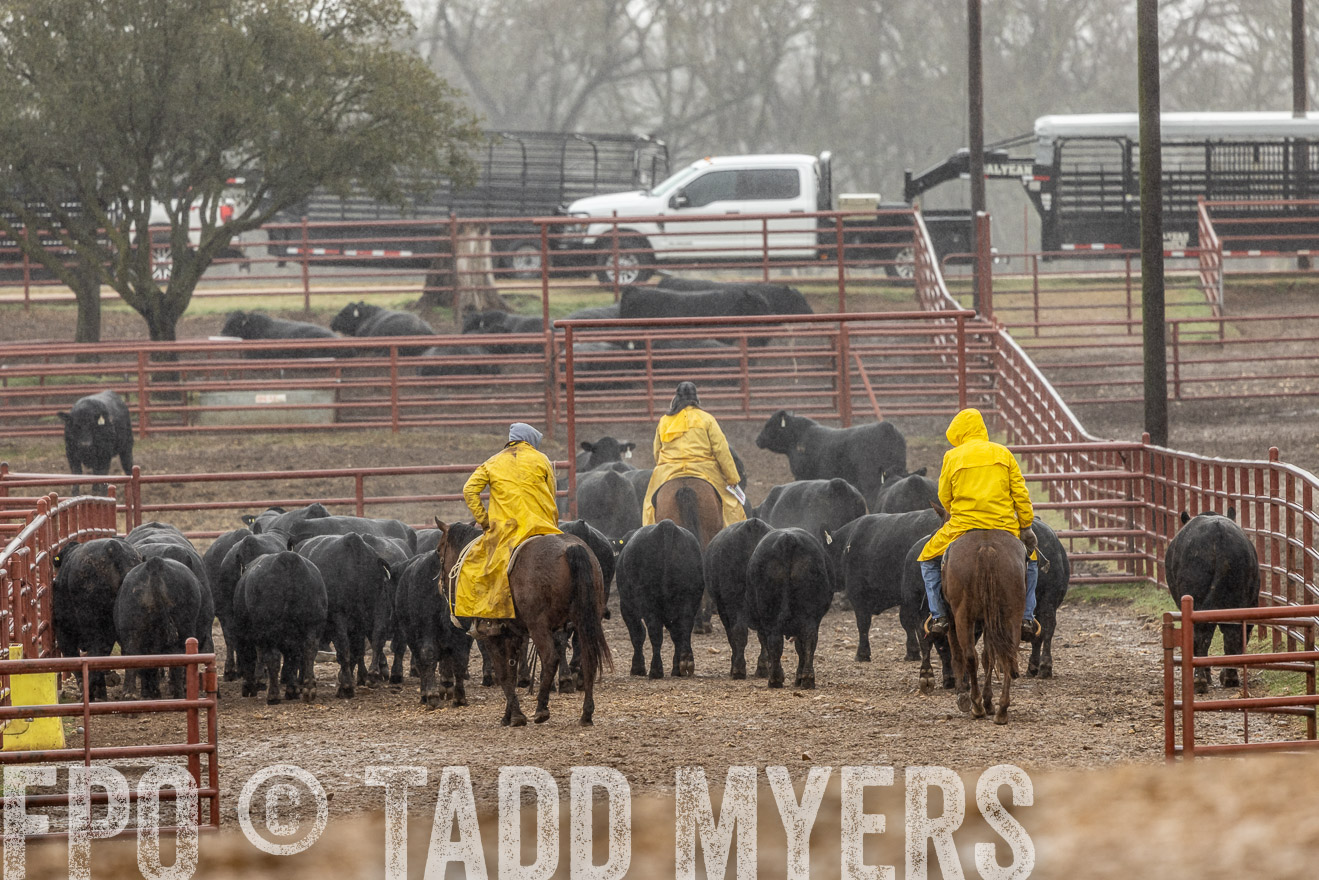 44Farms_Cameron_SpringBullSale_Feb2022-523325