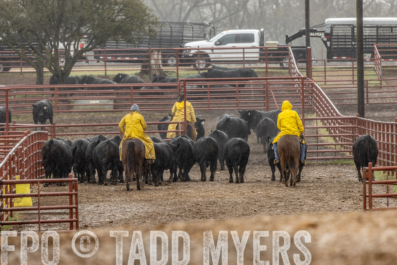 44Farms_Cameron_SpringBullSale_Feb2022-523352
