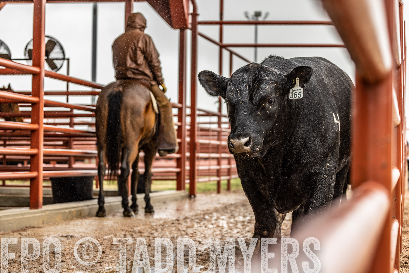 44Farms_Cameron_SpringBullSale_Feb2022-523453