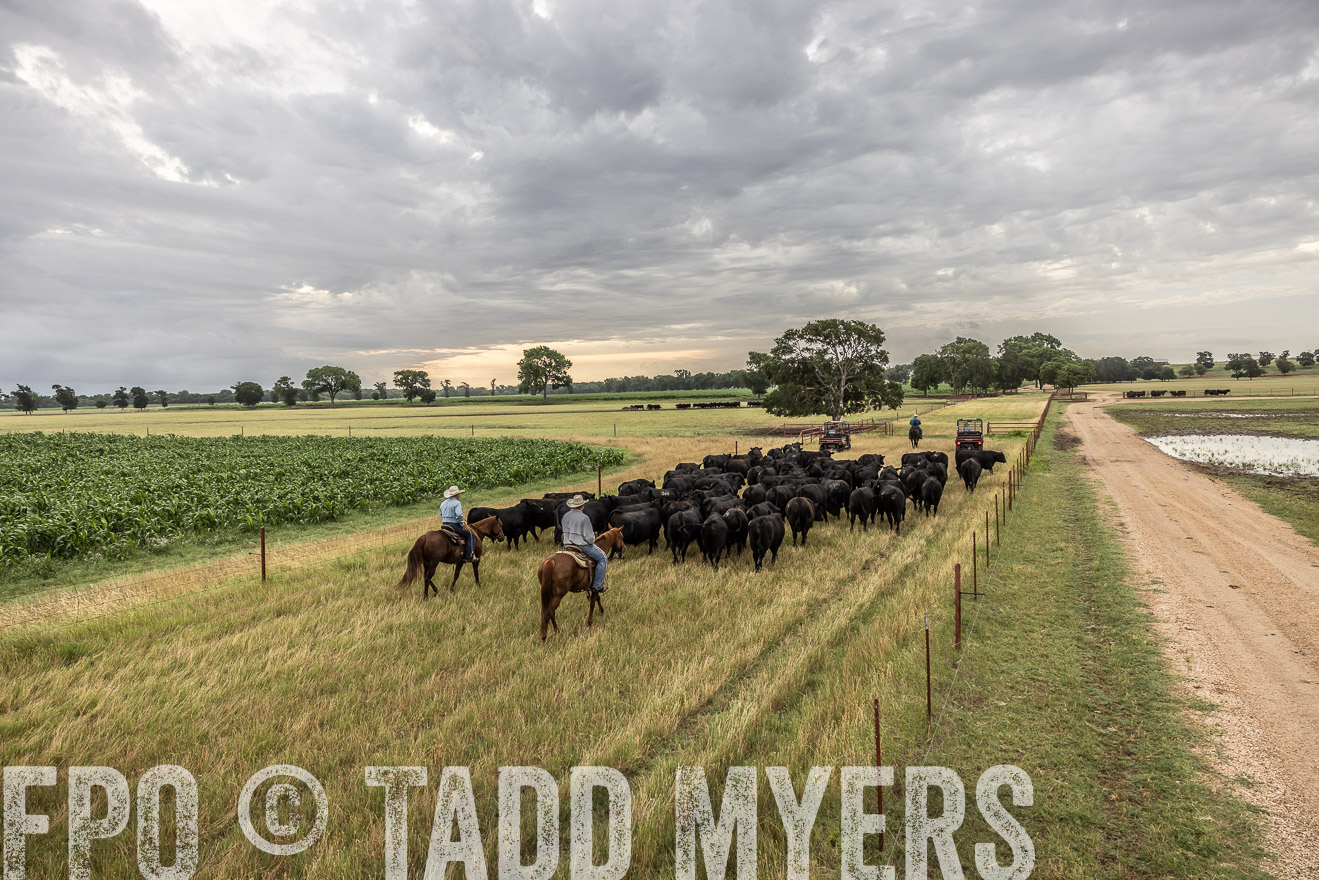 TMyers_Cameron_June2022-526115
