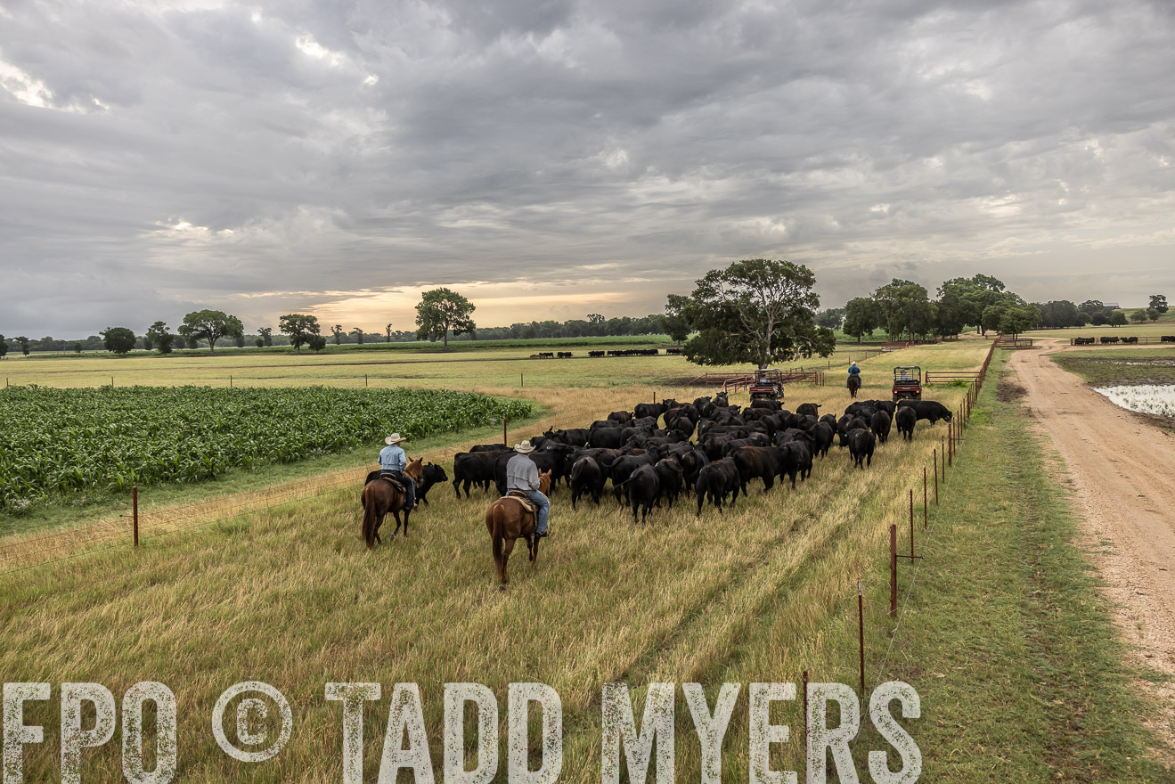 TMyers_Cameron_June2022-526119