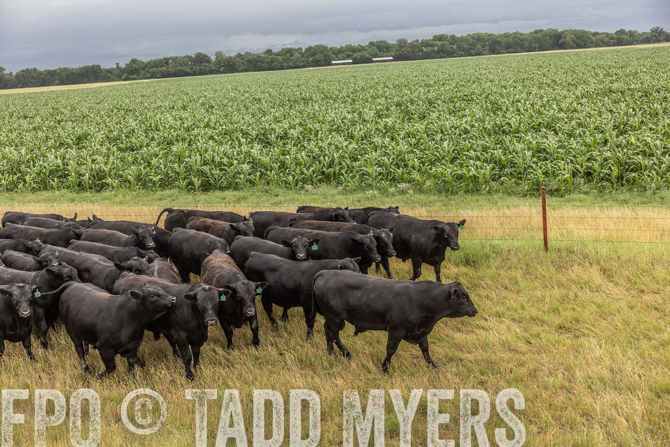 TMyers_Cameron_June2022-526206