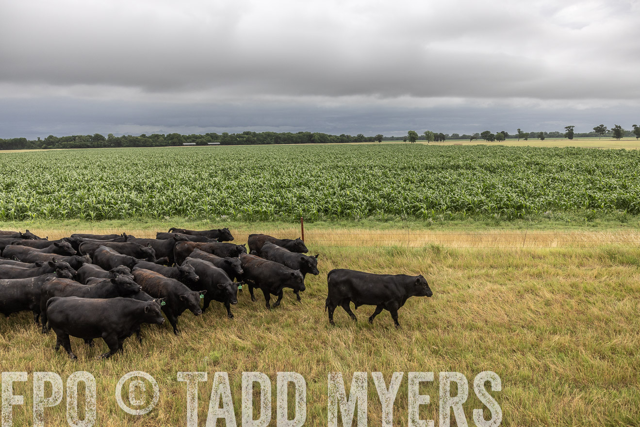 TMyers_Cameron_June2022-526210